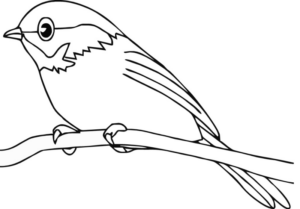 Disegno di passero da stampare e colorare 62