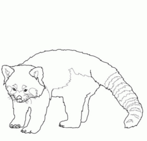Disegno di procione da stampare e colorare 4