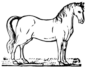 Disegno di cavallo da stampare e colorare 31