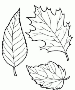 Disegno di foglia da stampare e colorare 26