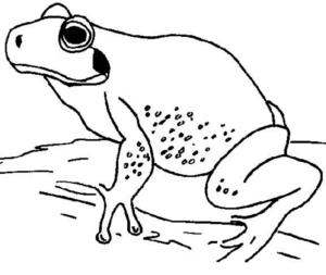 Disegno di rana da stampare e colorare 54