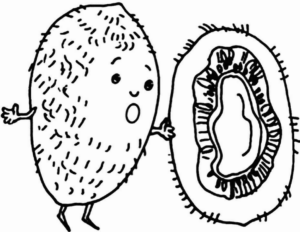 Disegno di kiwi da stampare e colorare 9