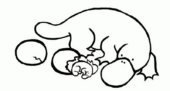 Disegni di Ornitorinchi da colorare
