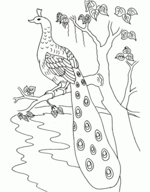 Disegno di pavone da stampare e colorare 12