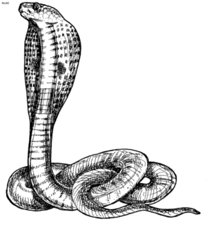 Disegno di serpente da stampare e colorare 21