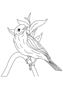 Disegno di passero da stampare e colorare 81