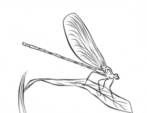 Disegno di libellula da stampare e colorare 37
