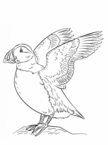 Disegno di tucano da stampare e colorare 11
