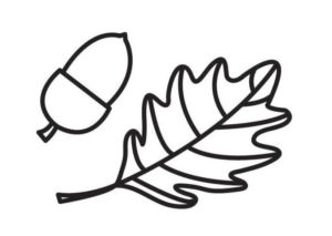 Disegno di ghianda da stampare e colorare 13