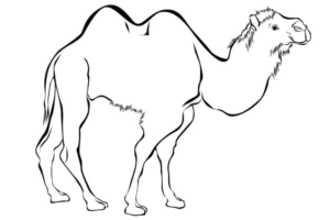 Disegno di cammello da stampare e colorare 13