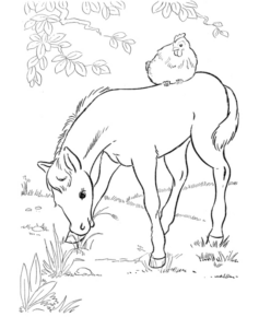 Disegno di cavallo da stampare e colorare 53