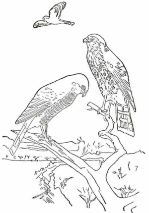 Disegno di falco da stampare e colorare 9