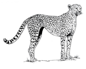 Disegno di leopardo da stampare e colorare 51