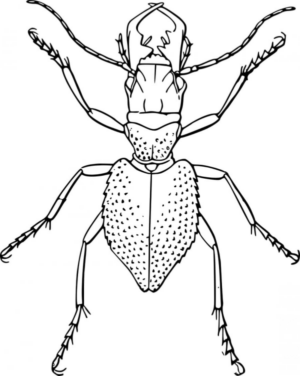 Disegno di coleottero da stampare e colorare 11