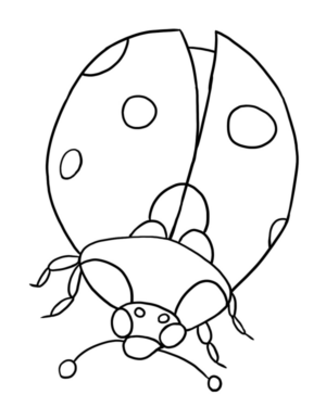Disegno di coccinella da stampare e colorare 36