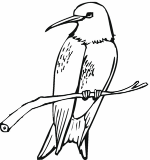 Disegno di colibr da stampare e colorare 20