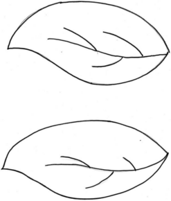 Disegno di foglia da stampare e colorare 70