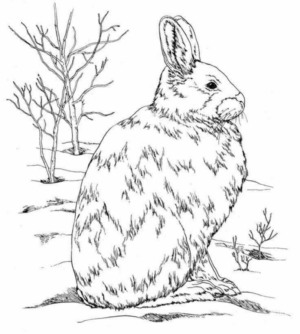 Disegno di coniglio da stampare e colorare 25