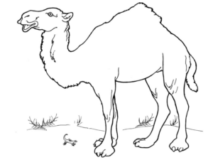 Disegno di dromedario da stampare e colorare 30