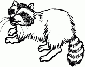 Disegno di procione da stampare e colorare 6