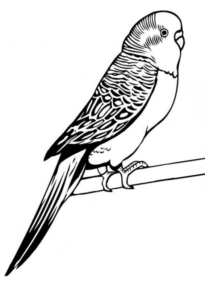 Disegno di pappagallo da stampare e colorare 77