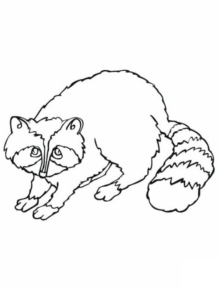 Disegno di procione da stampare e colorare 15
