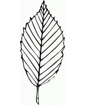 Disegno di foglia da stampare e colorare 60
