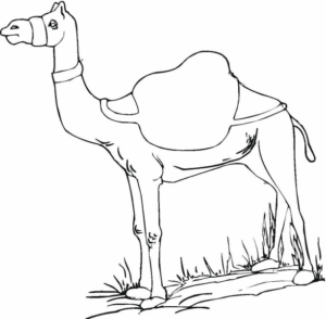 Disegno di dromedario da stampare e colorare 8