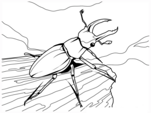 Disegno di coleottero da stampare e colorare 4