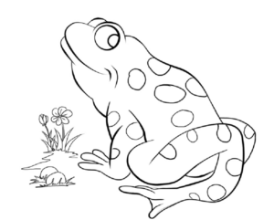Disegno di rana da stampare e colorare 77