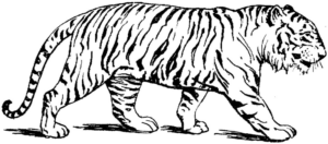 Disegno di tigre da stampare e colorare 41