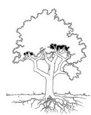 Disegno di albero da stampare e colorare 28