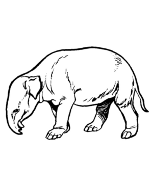 Disegno di tapiro da stampare e colorare