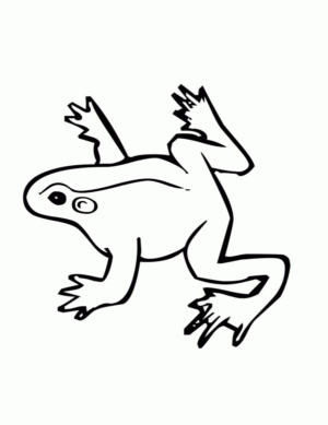Disegno di rana da stampare e colorare 83