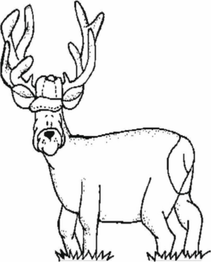 Disegno di cervo da stampare e colorare 56