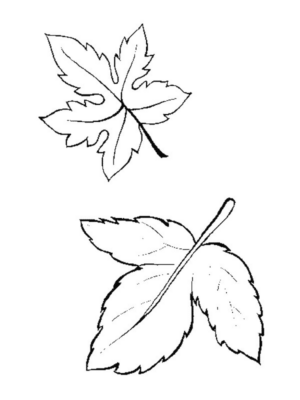 Disegno di foglia da stampare e colorare 151