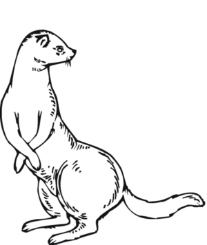 Disegno di lontra da stampare e colorare 11