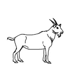 Disegno di capra da stampare e colorare 14