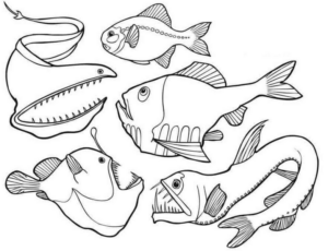 Disegno di pesce da stampare e colorare 185