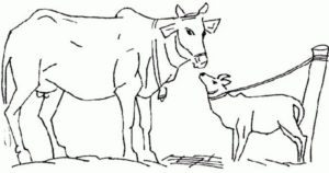 Disegno di mucca da stampare e colorare 69