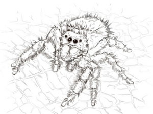 Disegno di ragno da stampare e colorare 50