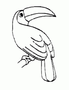 Disegno di tucano da stampare e colorare 31