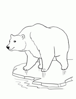 Disegno di orso polare da stampare e colorare 4