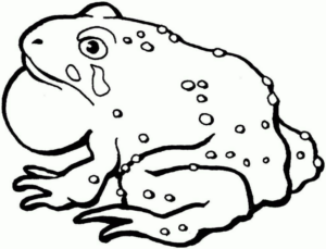 Disegno di rana da stampare e colorare 127