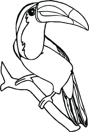 Disegno di tucano da stampare e colorare 38