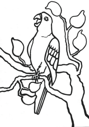 Disegno di pappagallo da stampare e colorare 44