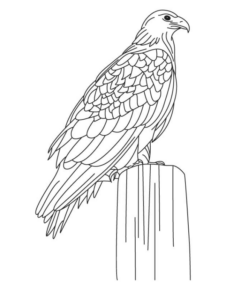 Disegno di falco da stampare e colorare 6