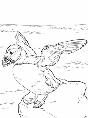 Disegno di tucano da stampare e colorare 13