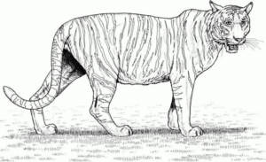 Disegno di tigre da stampare e colorare 51