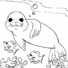 Disegno di foca da stampare e colorare 11